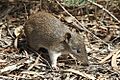 Southern Brown Bandicoot (Isoodon obesulus) 2, Vic, jjron, 09.01.2013