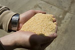 Archivo:Soybean Meal (10059014026)