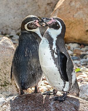 Spheniscus humboldti (Humboldt-Pinguine - Humboldt Penguins) - Weltvogelpark Walsrode 2013-01.jpg