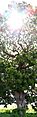 Swietenia caoba