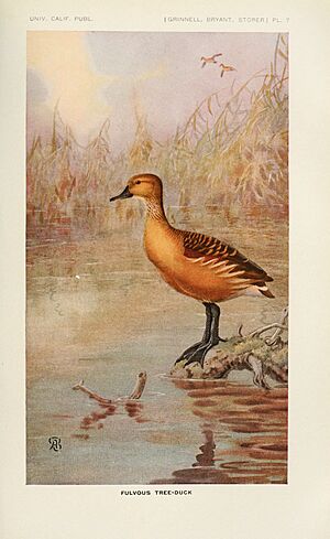 Archivo:The game birds of California (Pl. 7) (6714572401)