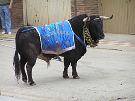 Archivo:Toro en San Marcos