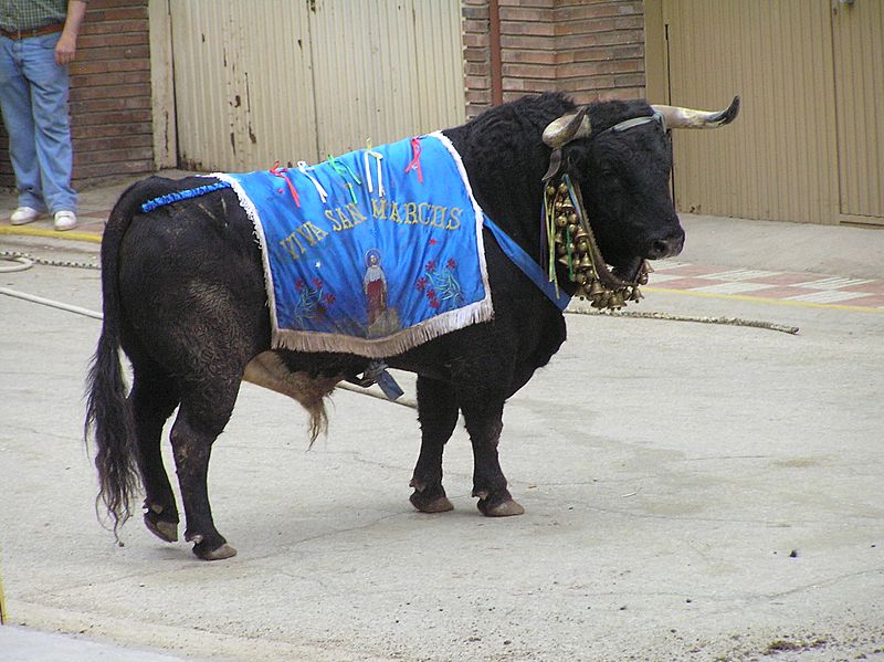Toro en San Marcos
