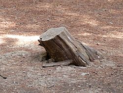 Archivo:Tree stump, Seville, Spain, 2015