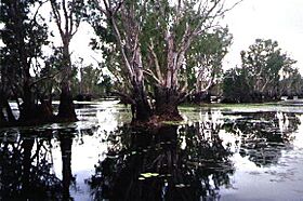 Yellow Waters Billabong July 2001.JPG