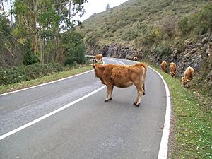 Archivo:" La dueña de la carretera " AS- 260 Arriondas - Colunga - panoramio