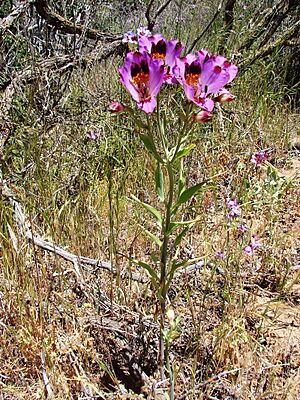 Archivo:Alstroemeria magnifica - Flickr 004