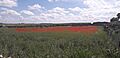 Amapolas en Villaralto