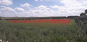 Archivo:Amapolas en Villaralto