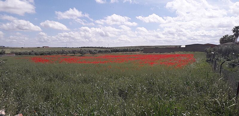 Amapolas en Villaralto