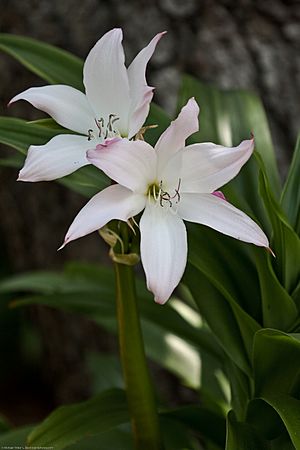 Archivo:Amarcrinum memoria-corsi
