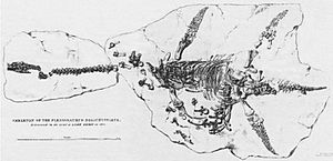 Archivo:Anning plesiosaur 1823