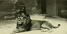 Annual report - New York Zoological Society (1903) (18243500220).jpg