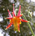 Aquilegia formosa flower 2003-08-11
