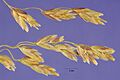 Arctophila fulva