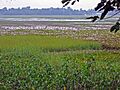 Assam 095