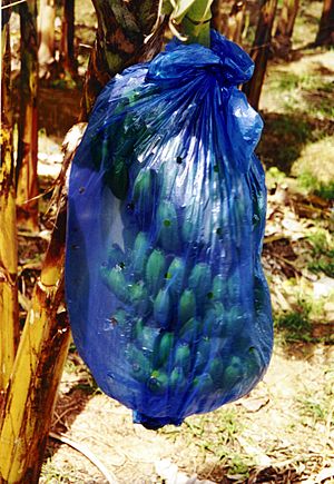 Archivo:BananasBlueBagStLucia