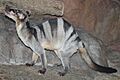 Banded palm civet 10 2