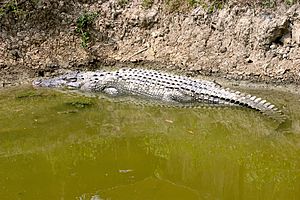Archivo:Big croc