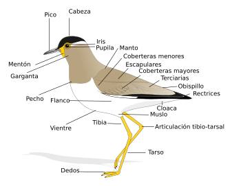 Archivo:Birdmorphology-es