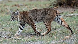 Archivo:Calero Creek Trail Bobcat