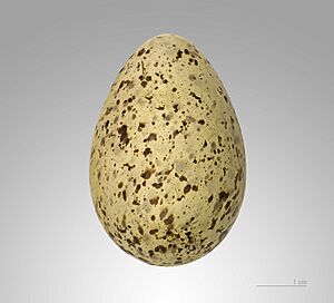 Archivo:Calidris canutus MHNT