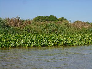 Archivo:Camalotes a orillas del río Paraguay, a la altura de Puerto Casado.