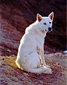 Canaan Dog