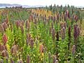 Chenopodium quinoa in Cachilaya, Bolivia, Lake Titicaca