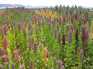 Archivo:Chenopodium quinoa in Cachilaya, Bolivia, Lake Titicaca