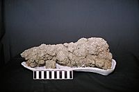 Archivo:Coprolite