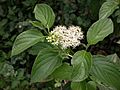 Cornus sericea leaves and inflorescence 2003-08-11