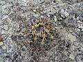 Coryphantha vaupeliana