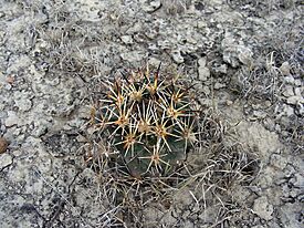 Coryphantha vaupeliana.jpg