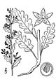 Dysphania botrys BB-1913