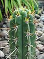 Echinopsis peruviana (kunthiana) (1)