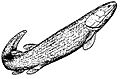 Ectosteorhachis