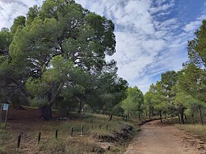 Archivo:El Pino Gordo. Alhama de Murcia