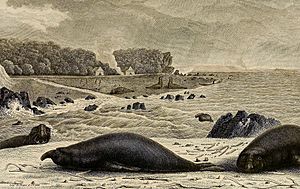 Archivo:Elephant seals on King Island