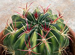 Ferocactus-macrodiscus-101.jpg
