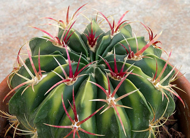 Ferocactus-macrodiscus-101
