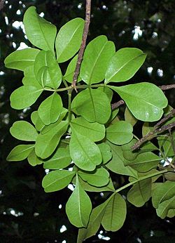 Flindersia collina leaves.jpg