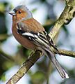 Fringilla coelebs 1