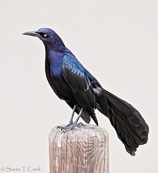 Grackle (51135251724).jpg