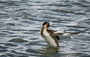 Archivo:Great Crested Grebe and Perch! (13741346133)