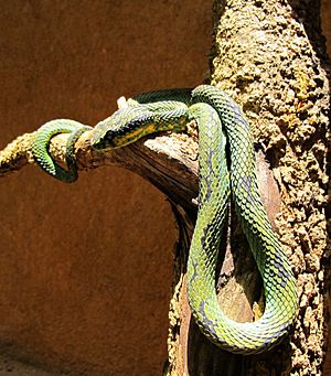 Green Pit Viper, Trimeresurus trigonocephalus, Sri Lanka.jpg