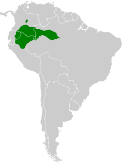 Distribución geográfica del hormiguero cariblanco.