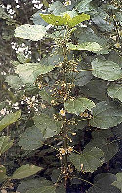 Hampea trilobata in flower.jpg