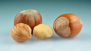 Archivo:Hazelnuts (Corylus avellana) - whole with kernels
