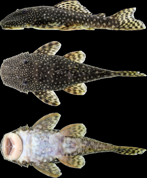 Hopliancistrus (10.1371-journal.pone.0244894) Figure 4f